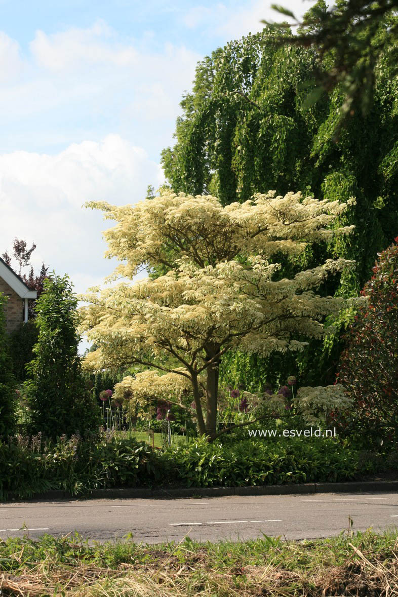 Cornus controversa 'Variegata'