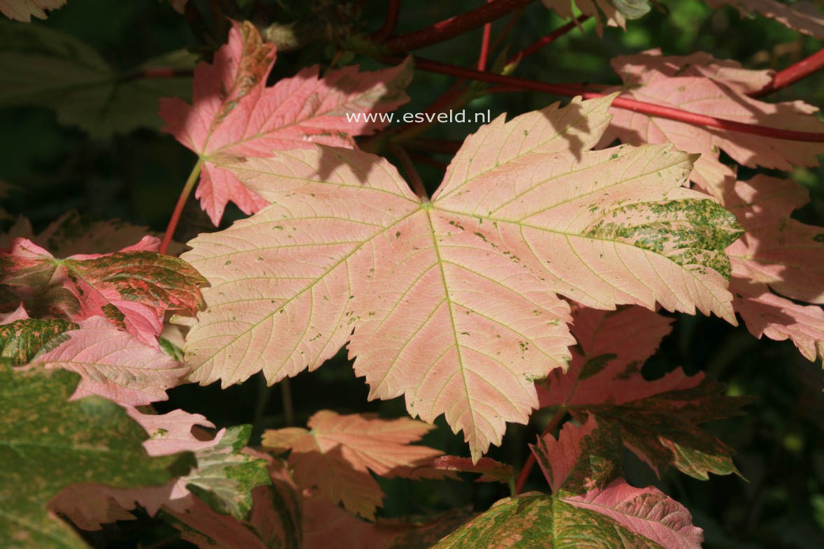 Acer pseudoplatanus 'Simon Louis Freres'