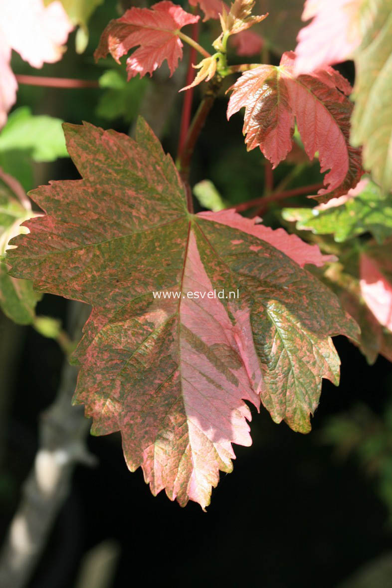 Acer pseudoplatanus 'Simon Louis Freres'