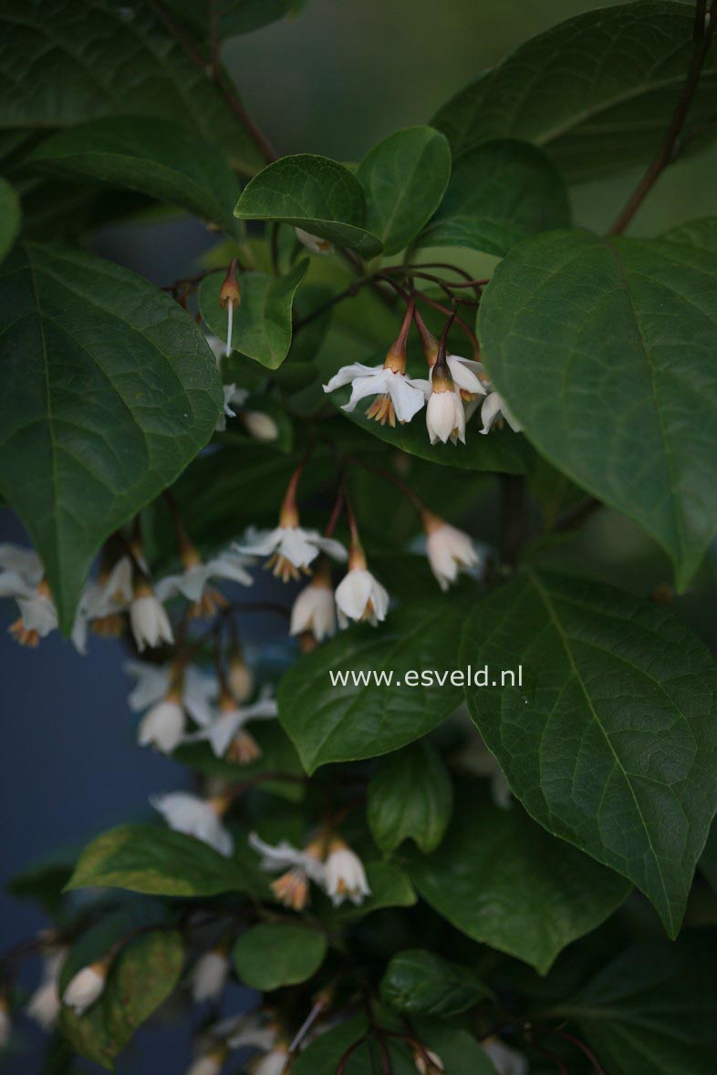 Styrax japonicus 'Purple Dress'