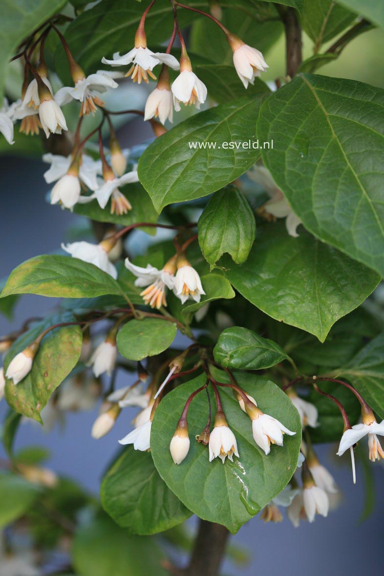 Styrax japonicus 'Purple Dress'