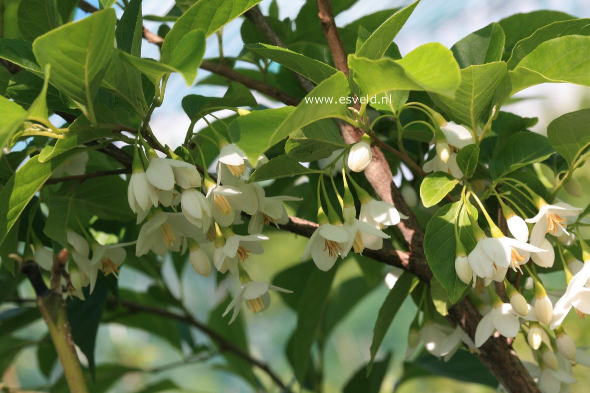 Styrax japonicus 'Sohuksan' (EMERALD PAGODA)