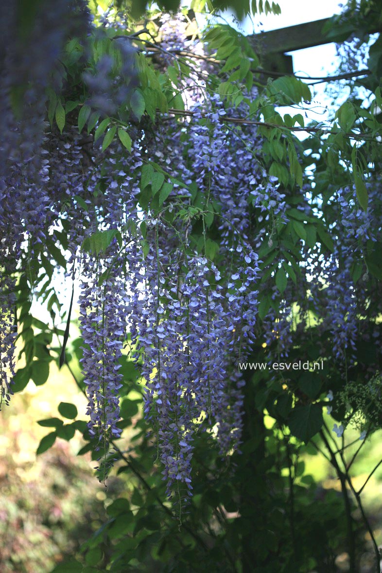 Wisteria floribunda 'Lawrence'