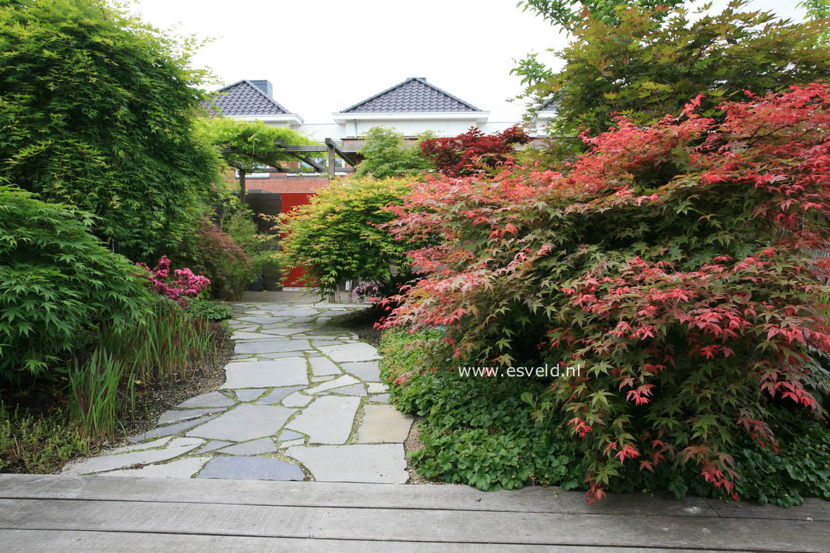 Acer palmatum 'Beni maiko'