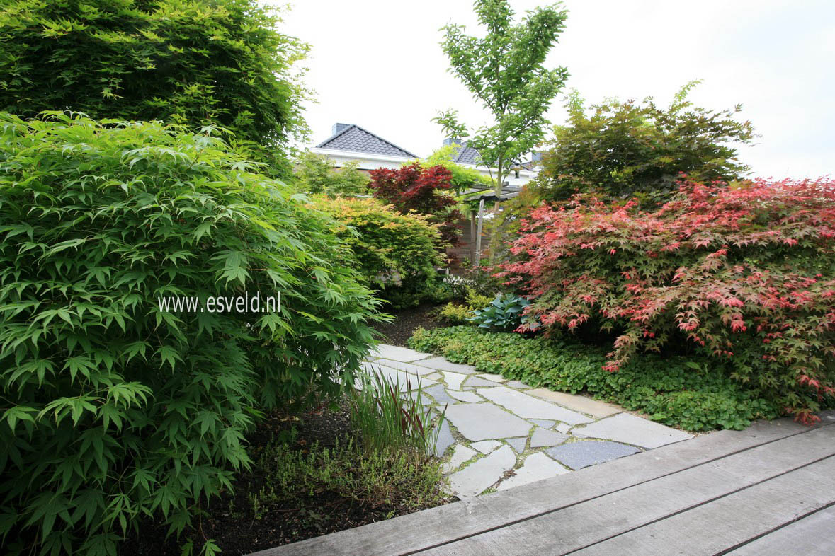 Acer palmatum 'Westonbirt Spreading Star'