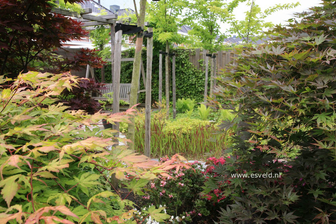 Acer palmatum 'Sawa chidori'