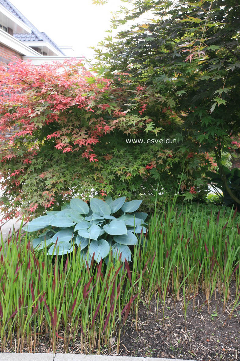 Hosta 'Halcyon'