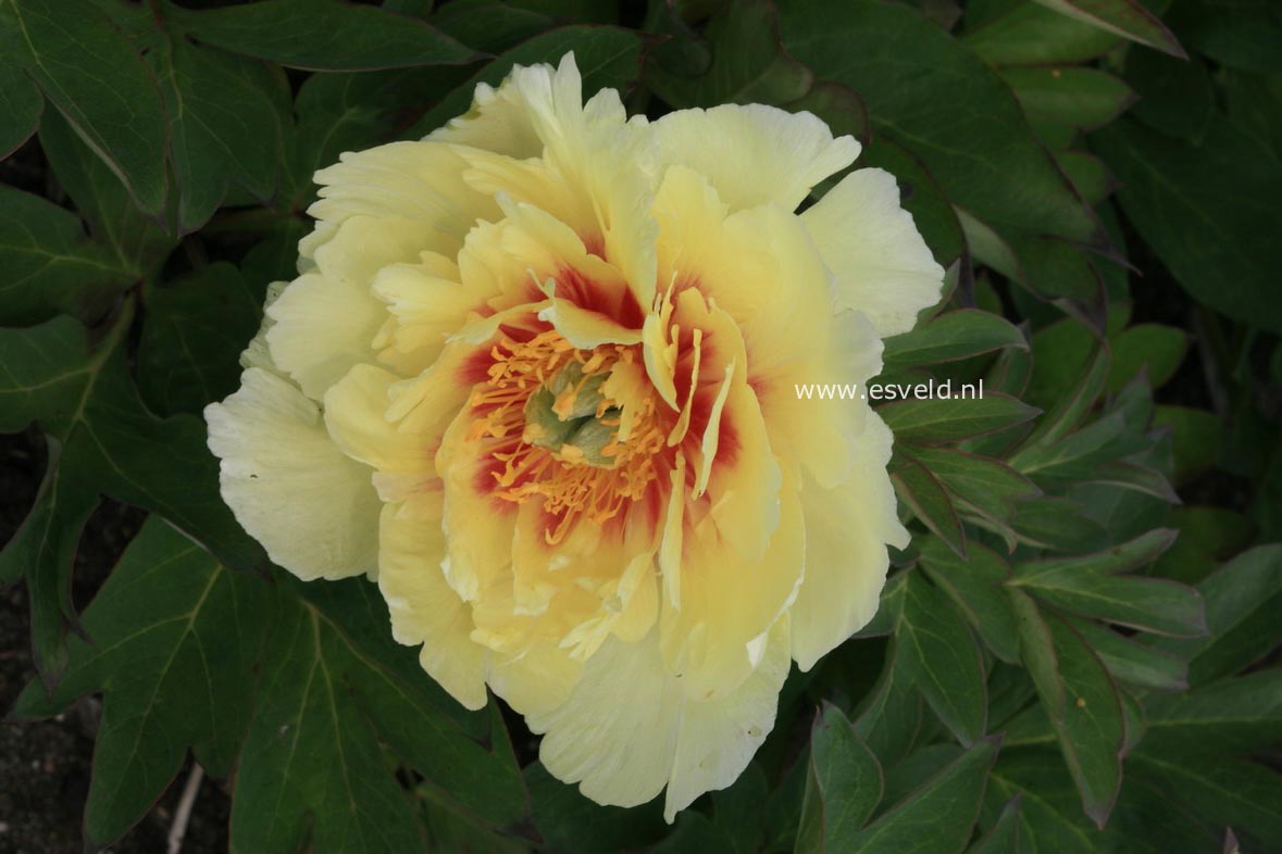 Paeonia 'Yellow Emperor' (Itoh)