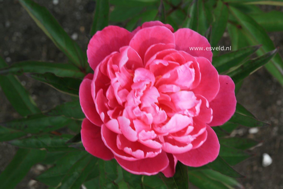 Paeonia 'Bunker Hill'