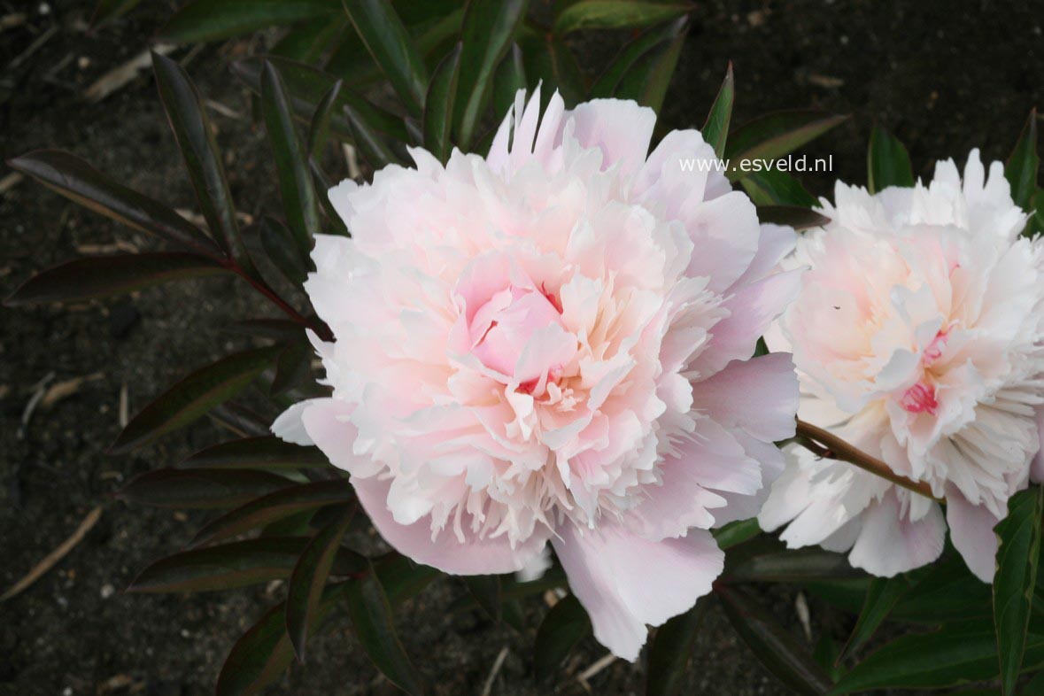 Paeonia 'Reine Hortense'