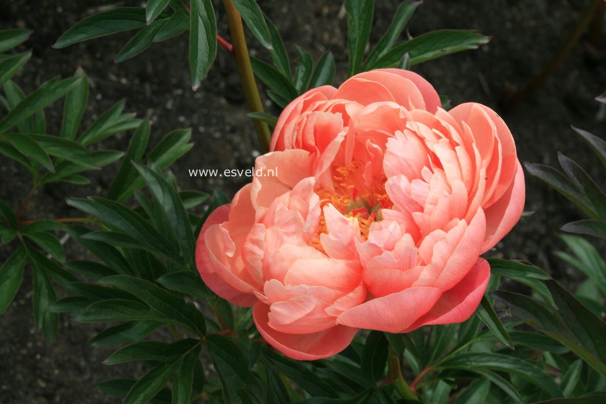 Paeonia 'Coral Charm'