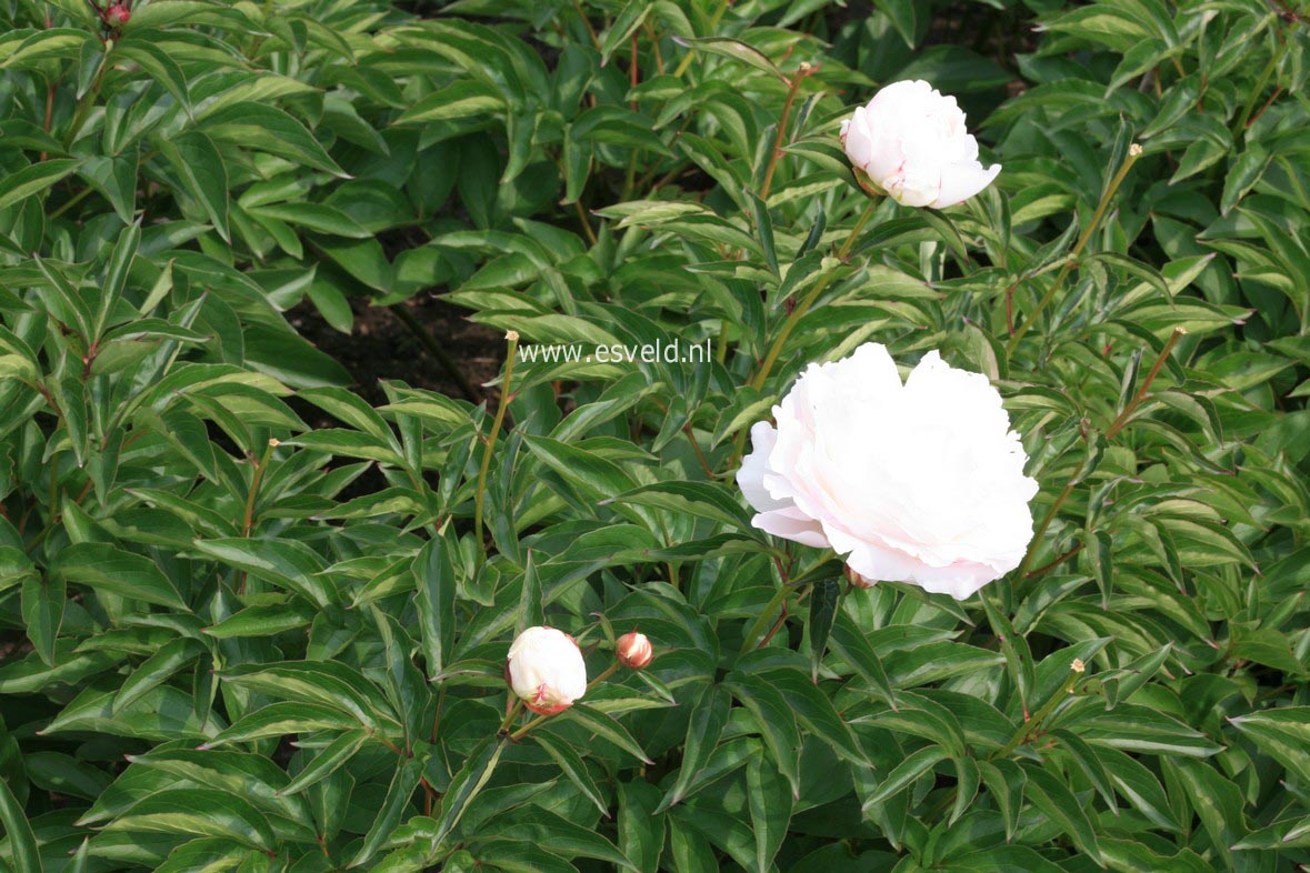 Paeonia 'Shirley Temple'