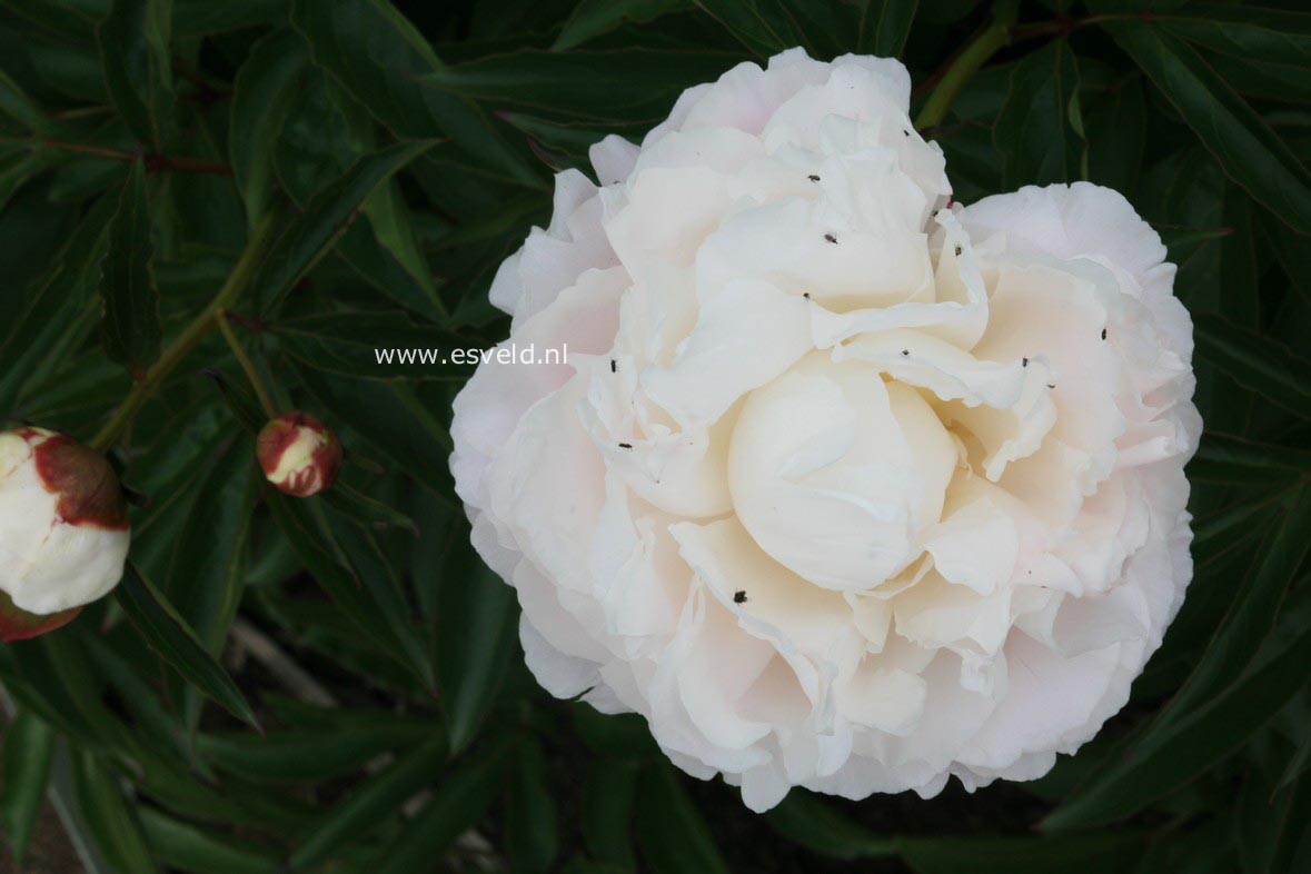 Paeonia 'Shirley Temple'