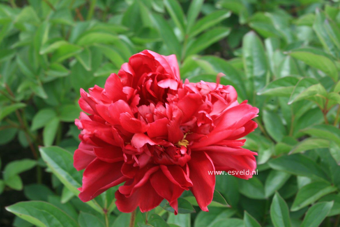 Paeonia 'Karl Rosenfield'