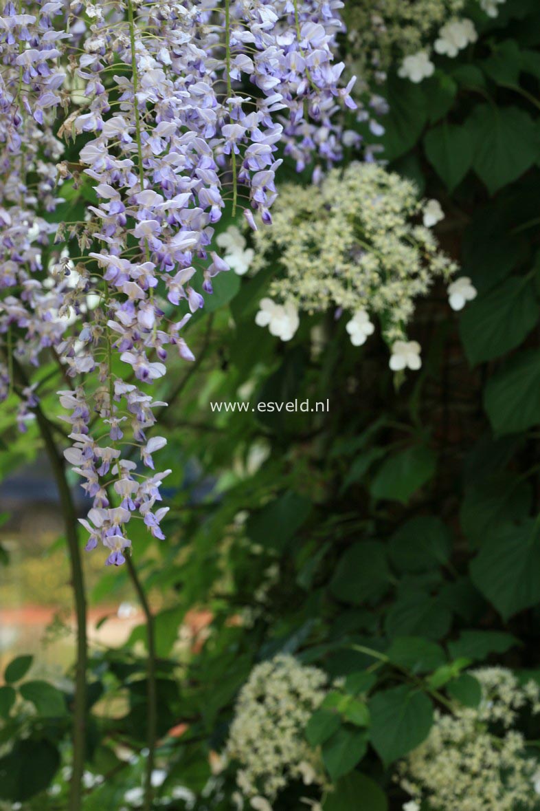 Wisteria floribunda 'Lawrence'