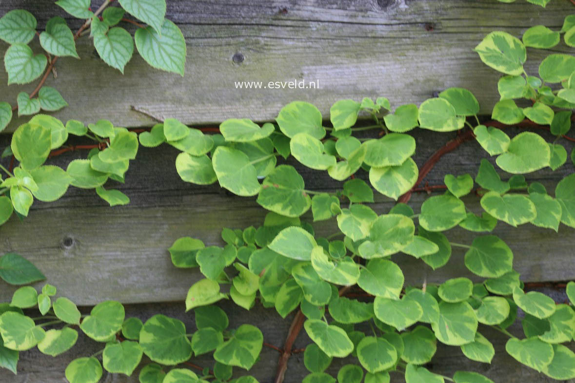 Hydrangea anomala 'Mirranda'