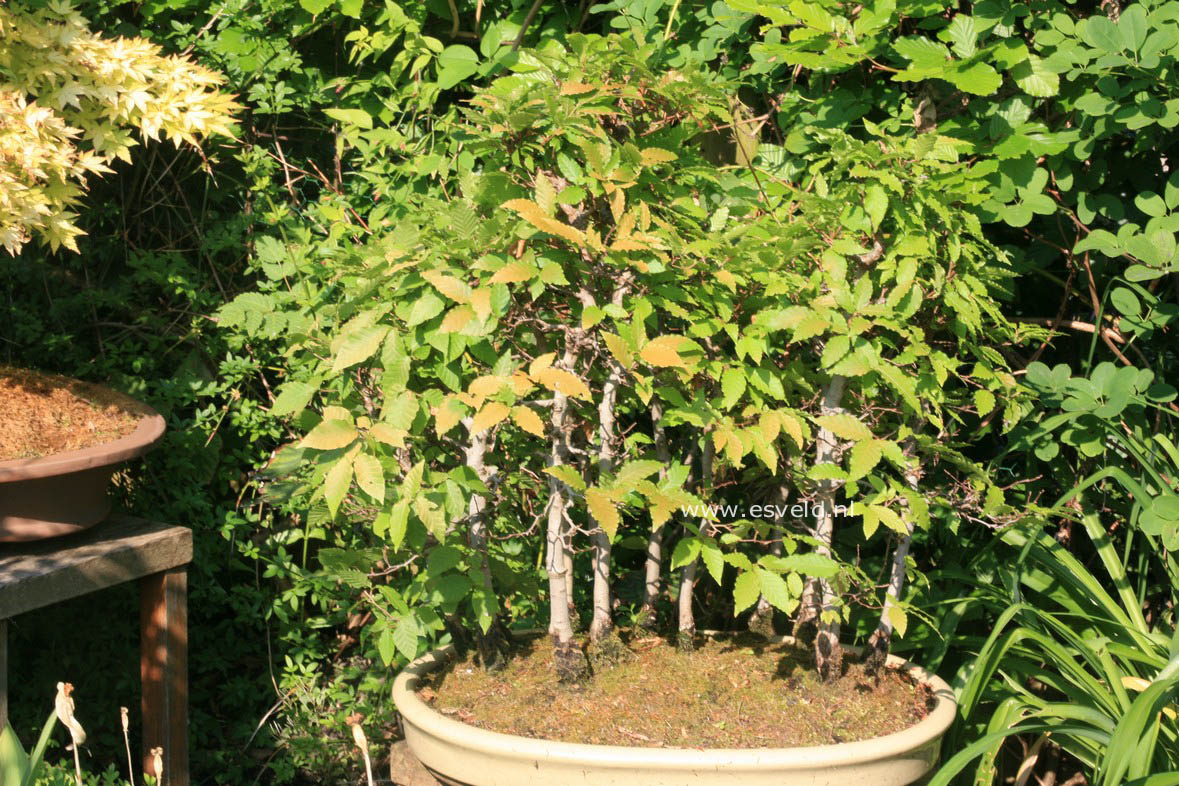 Fagus crenata