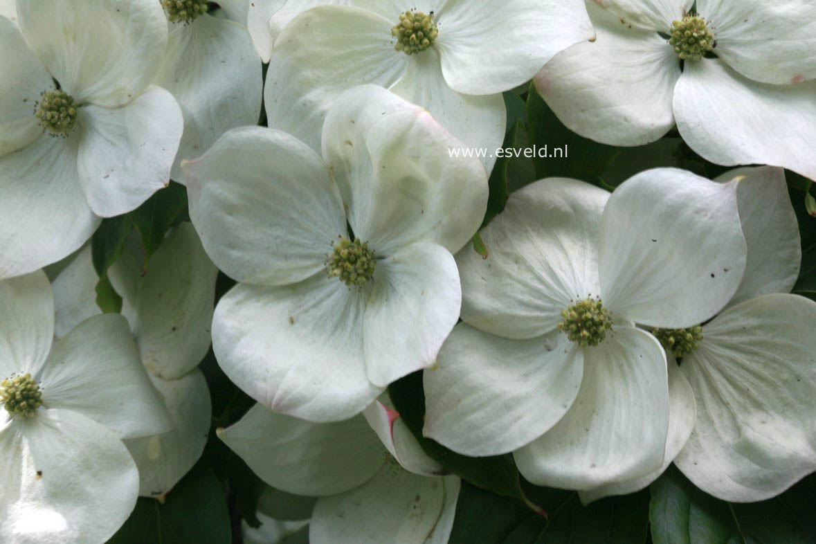 Cornus kousa 'Teutonia'