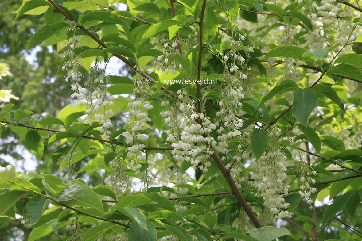 Pterostyrax hispida