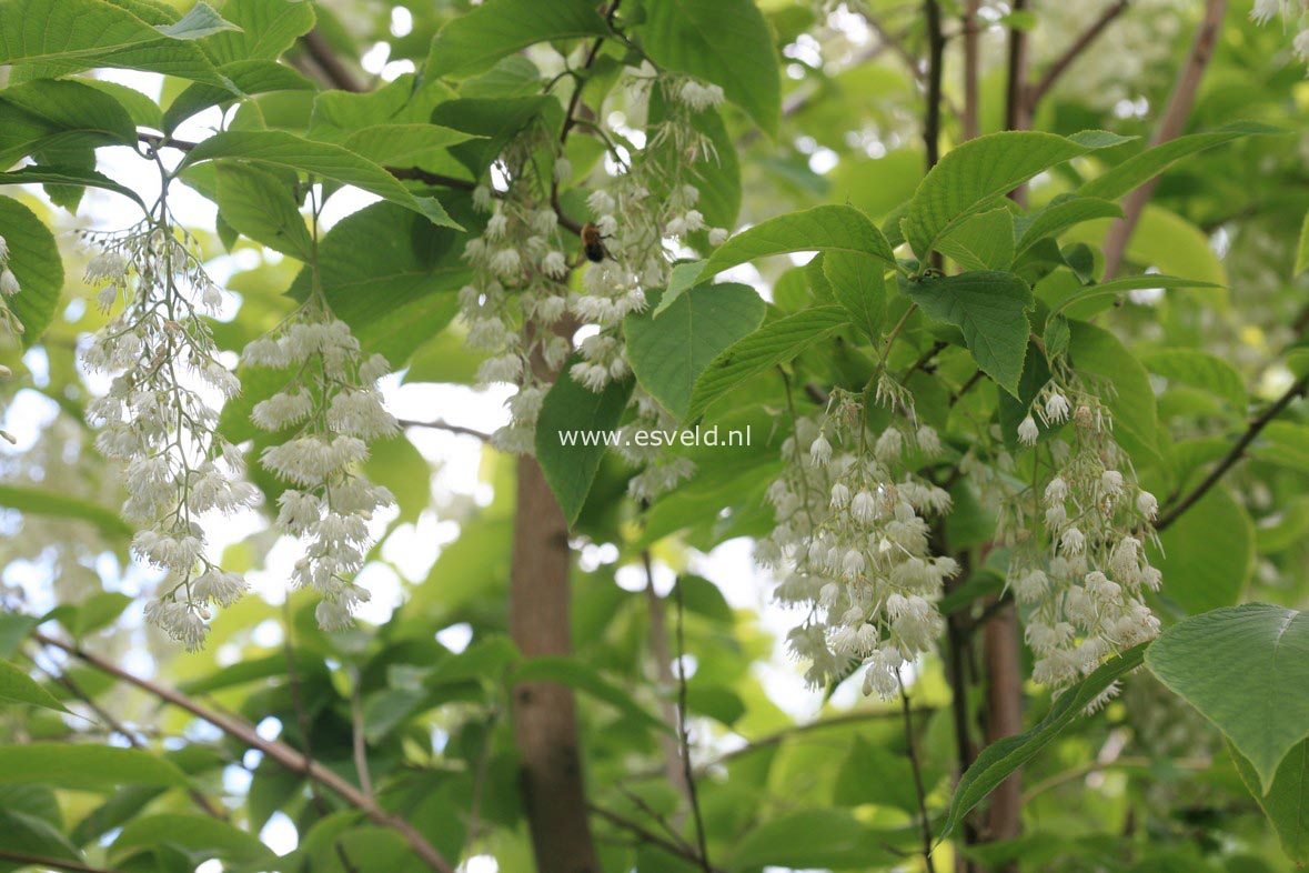 Pterostyrax hispida