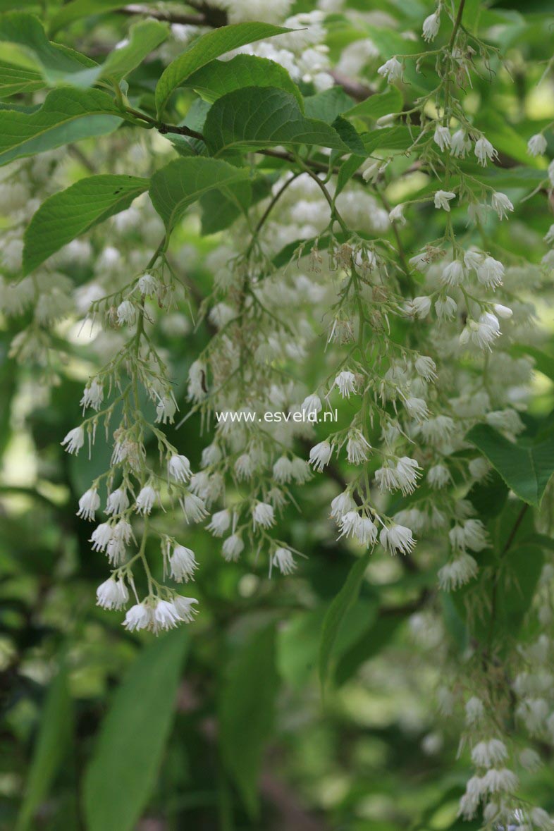 Pterostyrax hispida