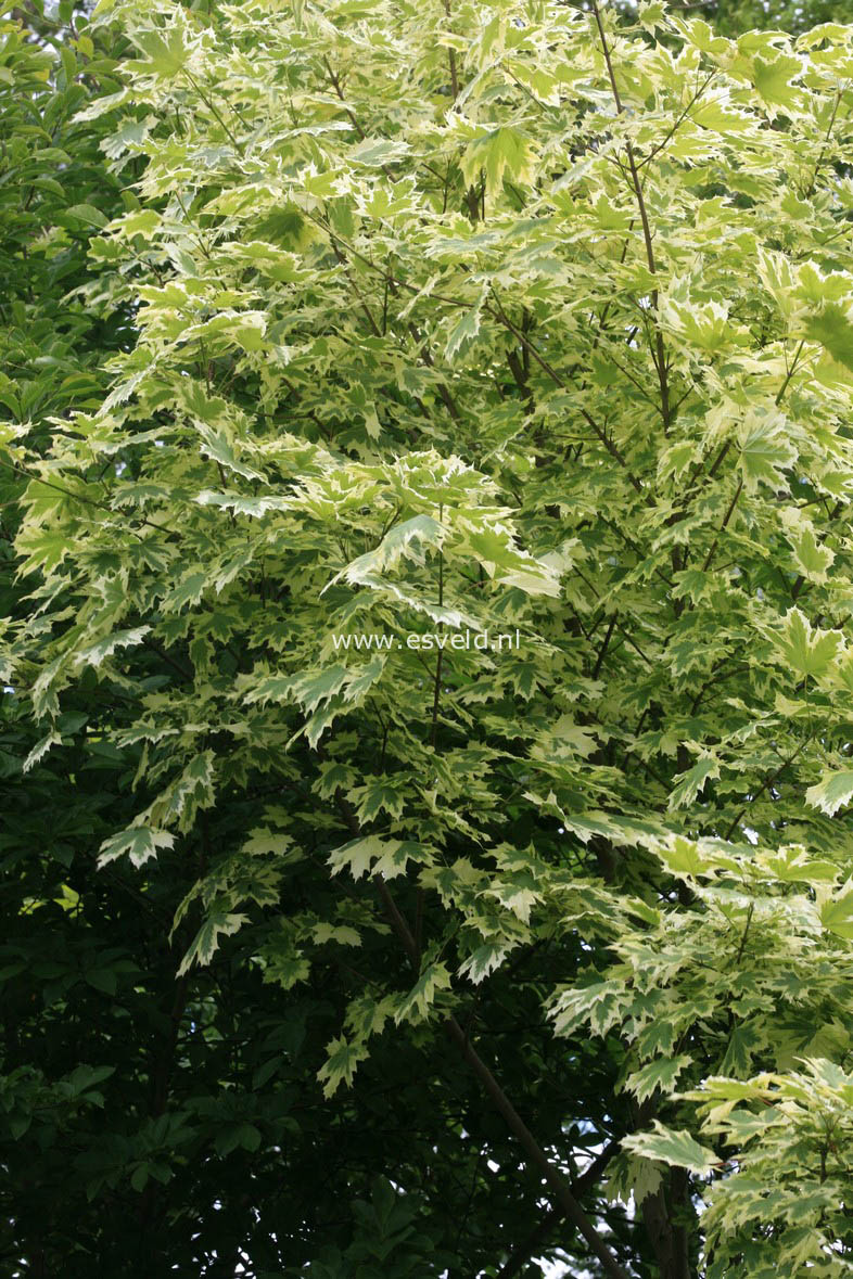 Acer platanoides 'Drummondii'