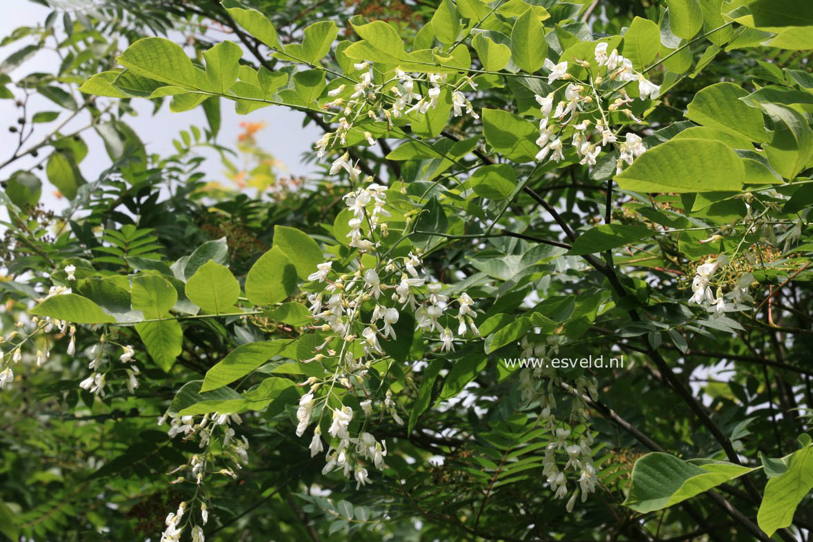 Cladrastis kentukea