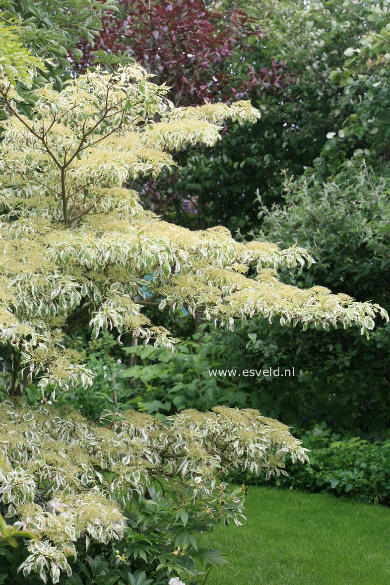 Cornus controversa 'Variegata'