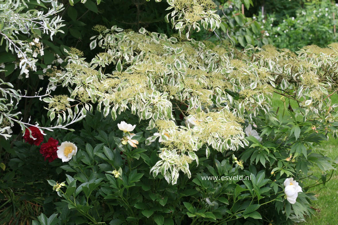 Cornus controversa 'Variegata'