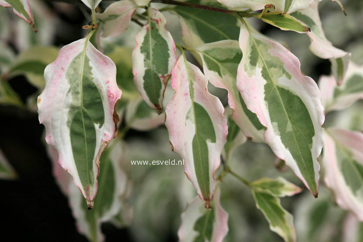 Cornus kousa 'Laura'