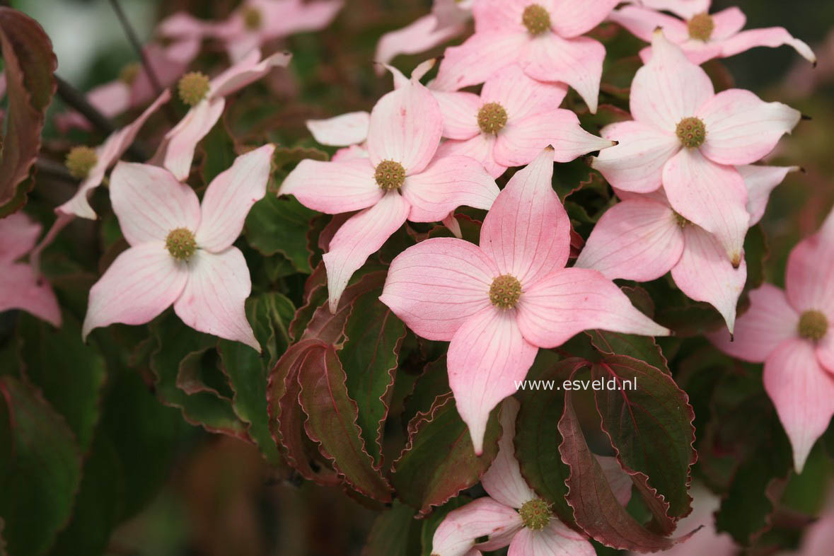 Cornus kousa 'Mount Fuji'