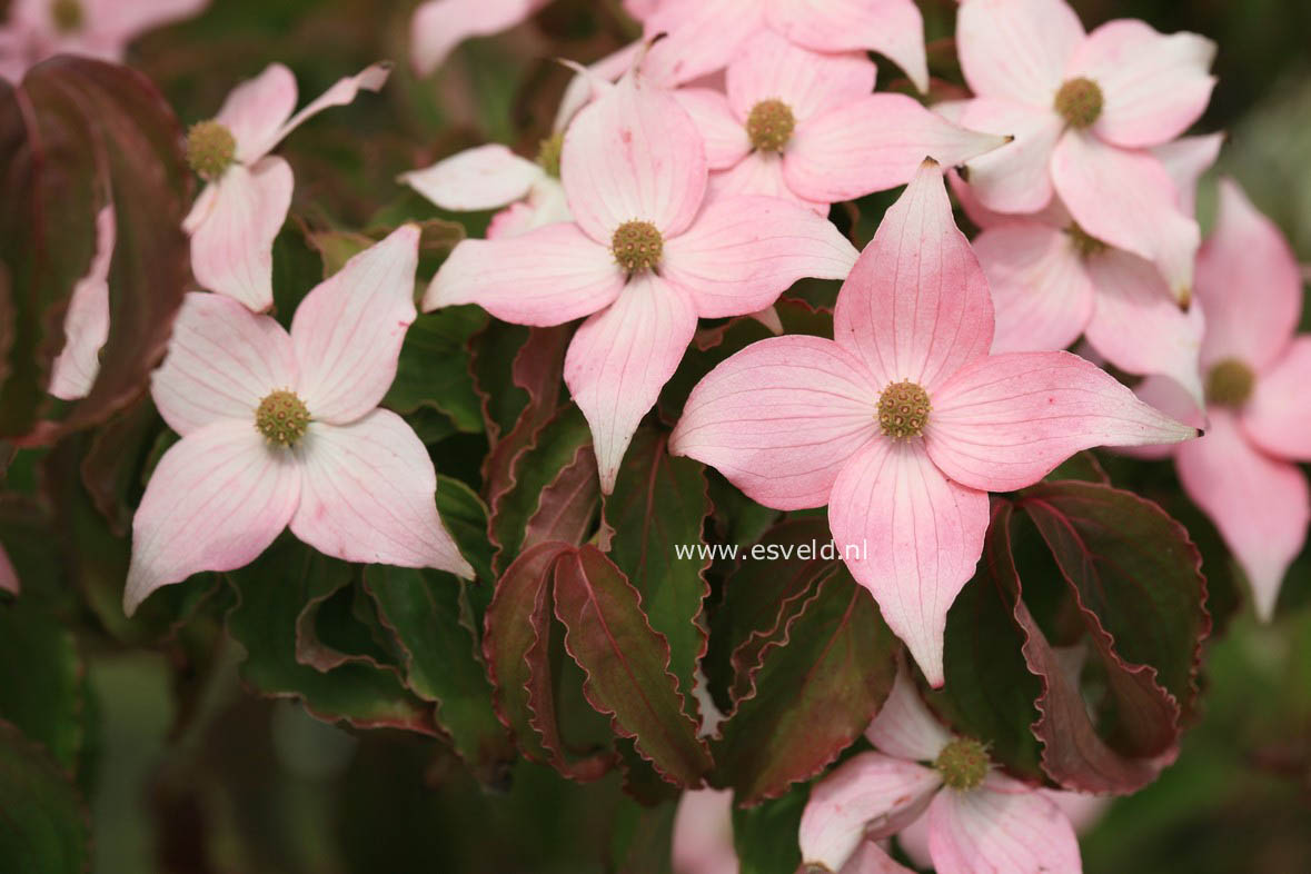 Cornus kousa 'Mount Fuji'