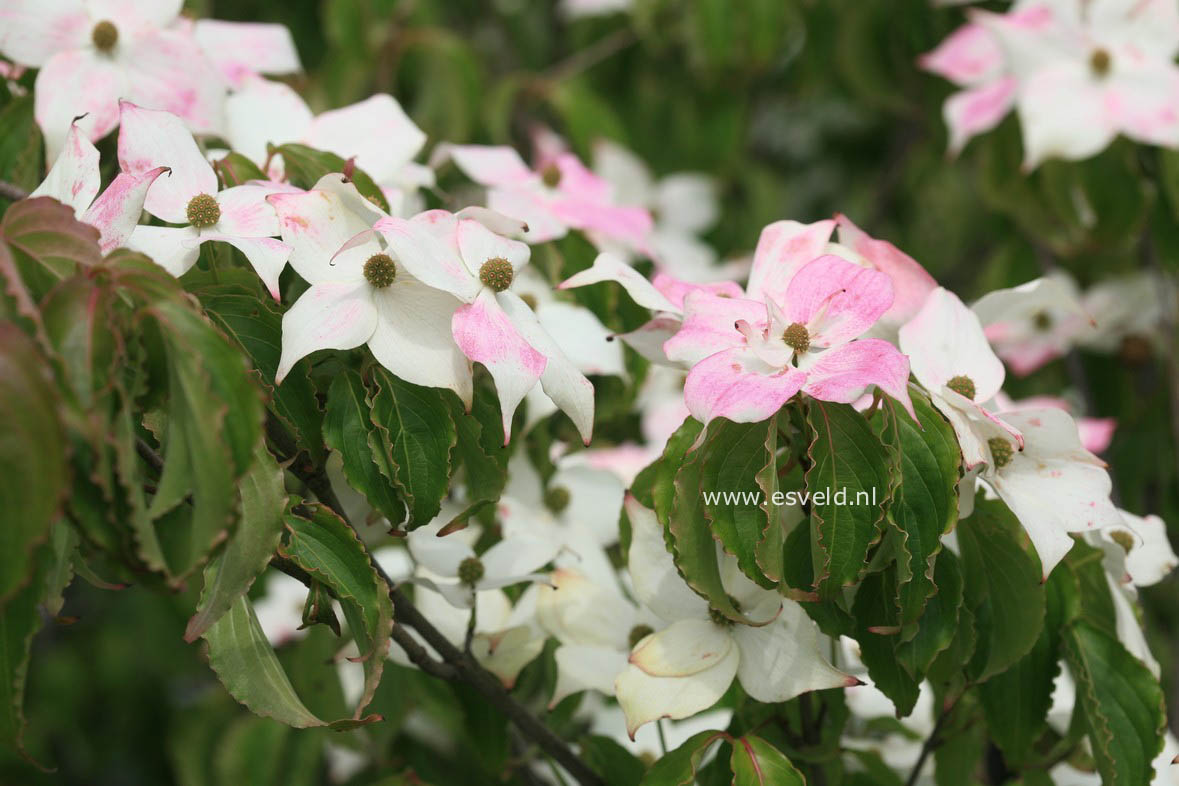 Cornus kousa