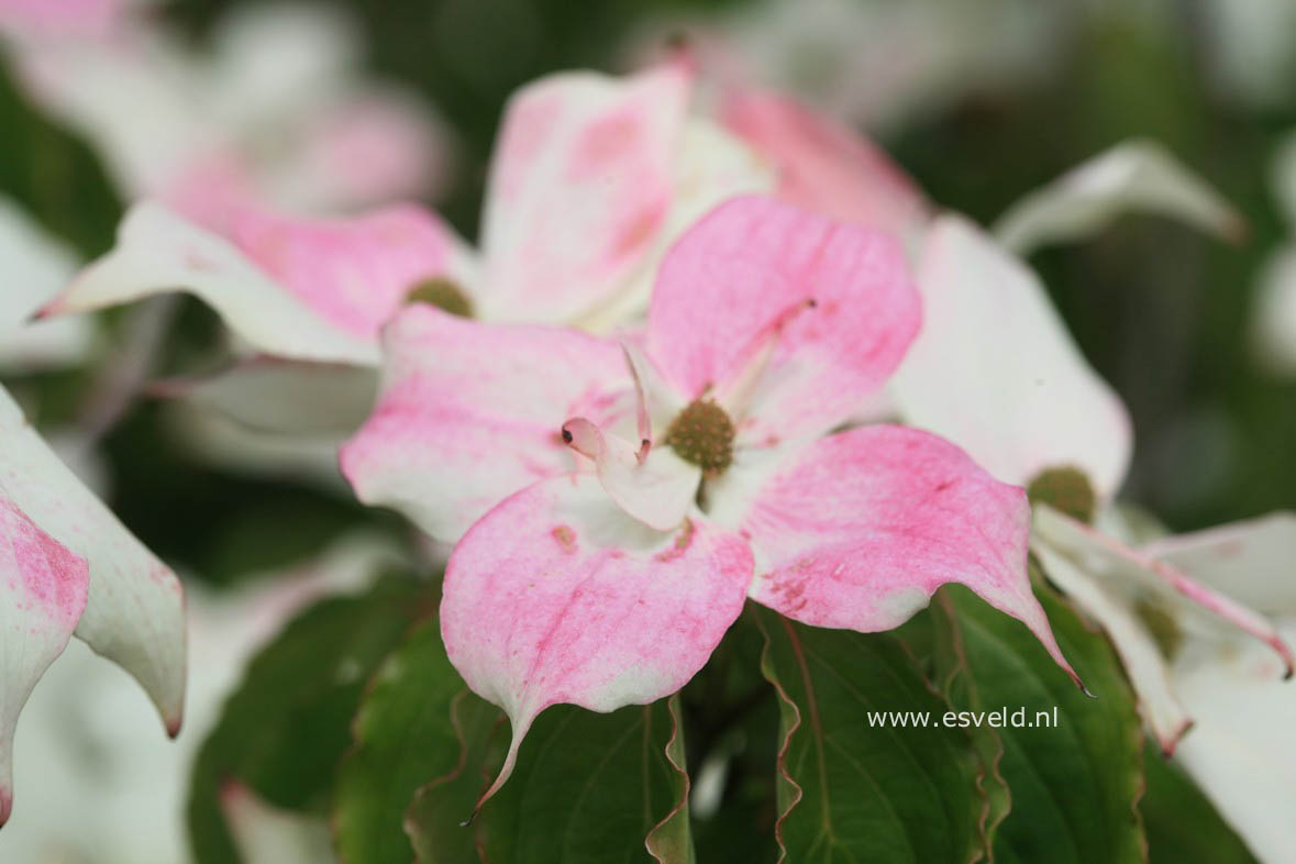 Cornus kousa