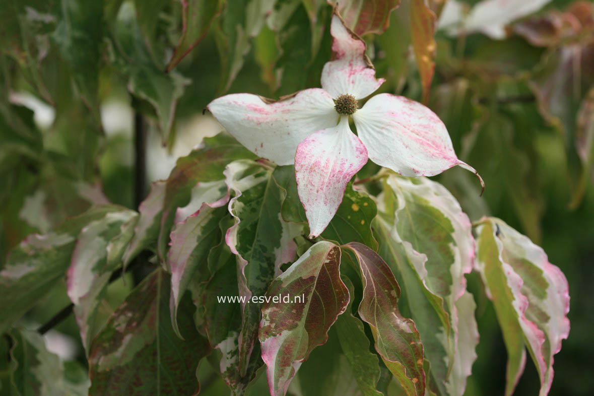 Cornus kousa 'Kim'