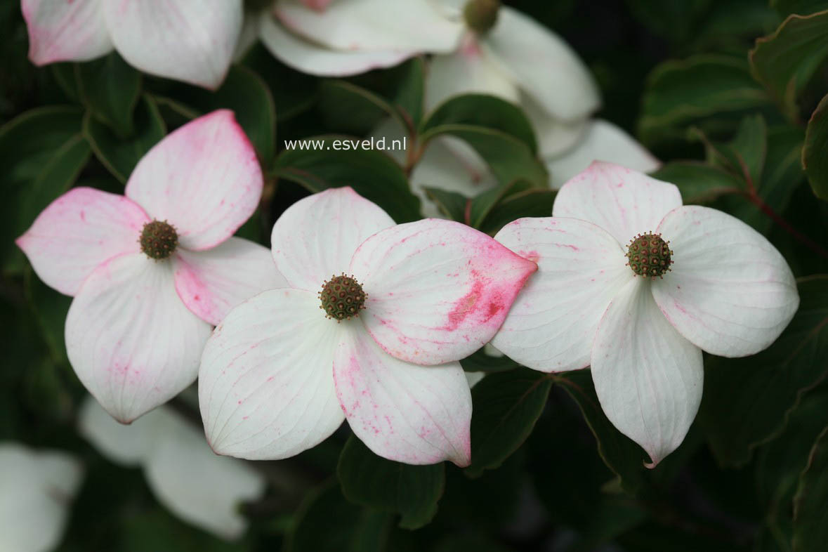 Cornus kousa 'Wieting's Select'