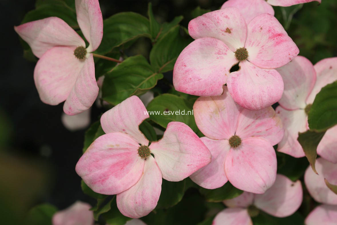 Cornus kousa 'Rosea'