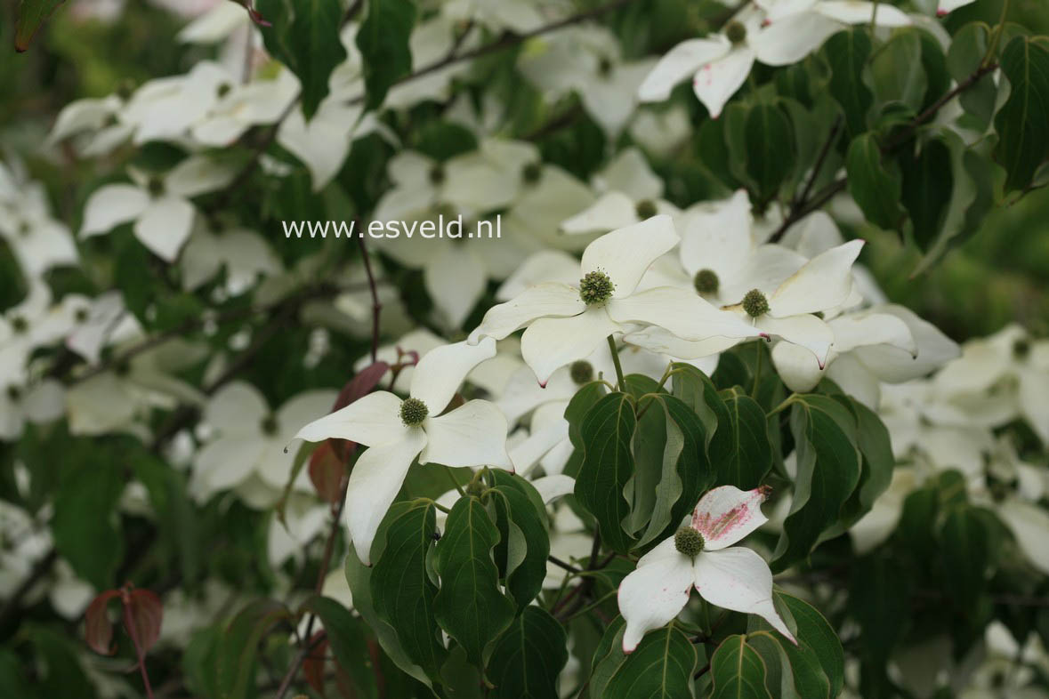 Cornus kousa 'Madame Butterfly'