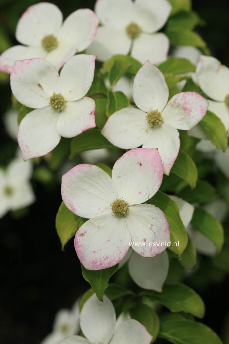 Cornus kousa 'Norman Hadden'