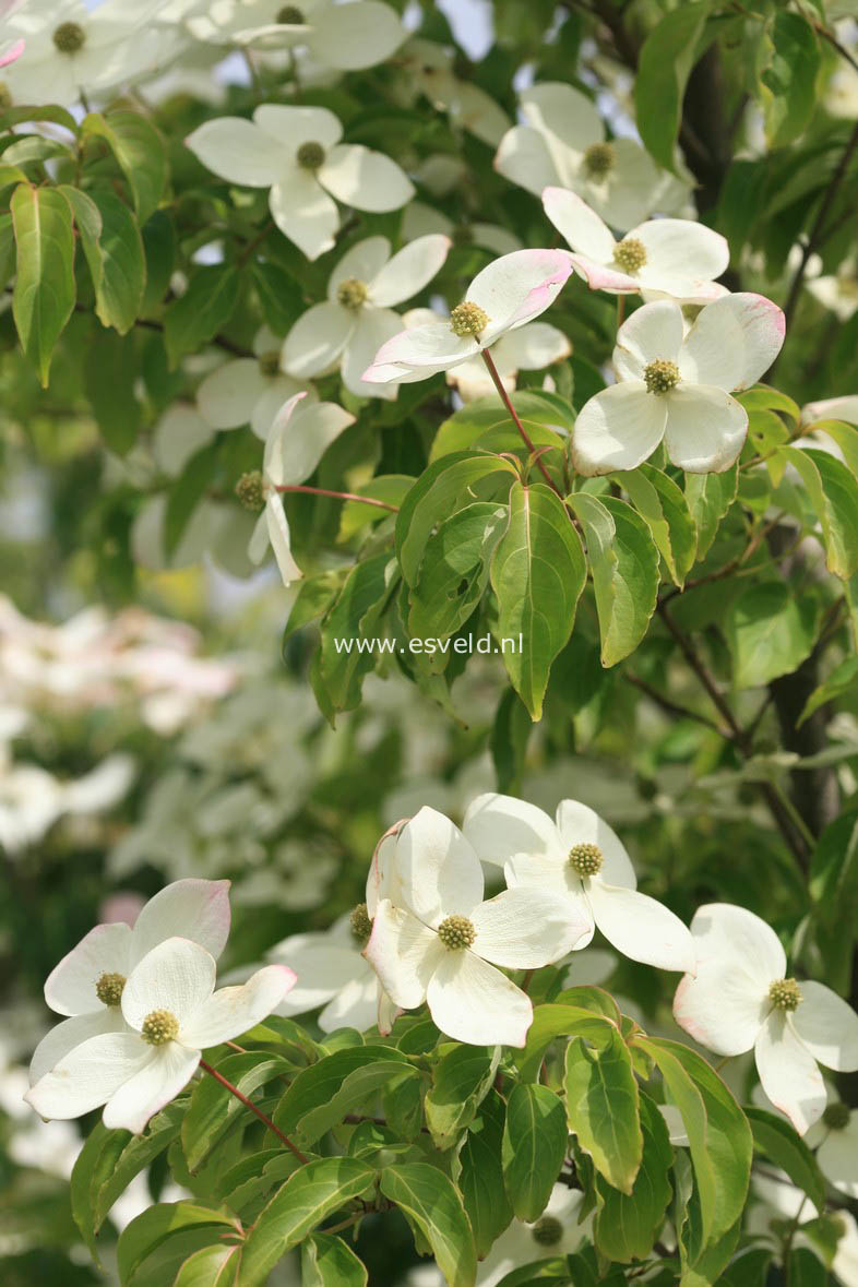 Cornus kousa 'Norman Hadden'