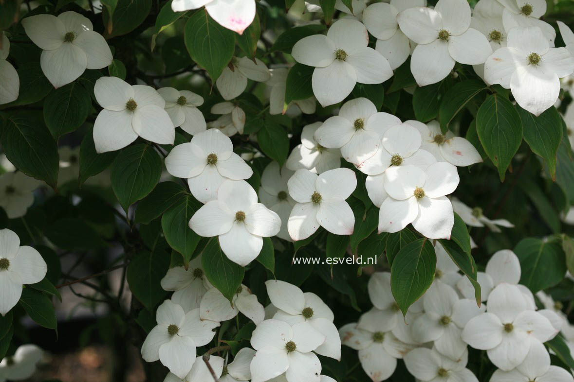 Cornus kousa 'Claudia'