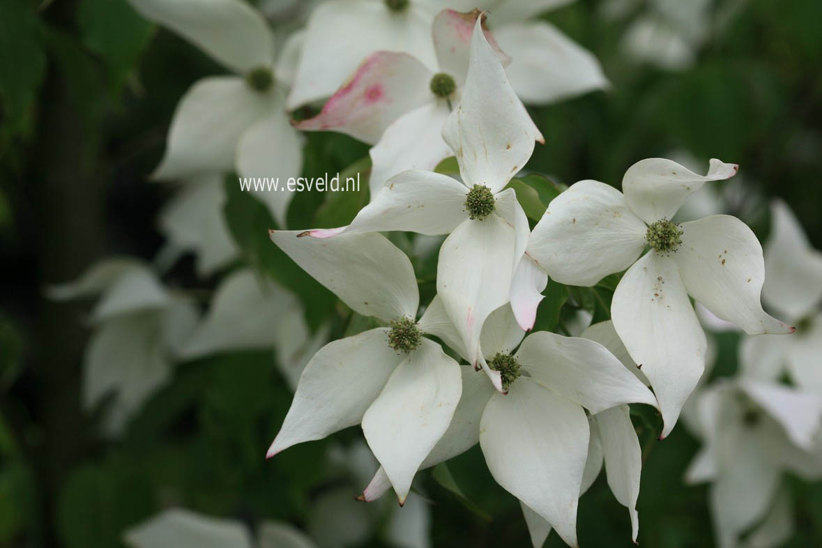 Cornus kousa 'Weisse Fontaene'