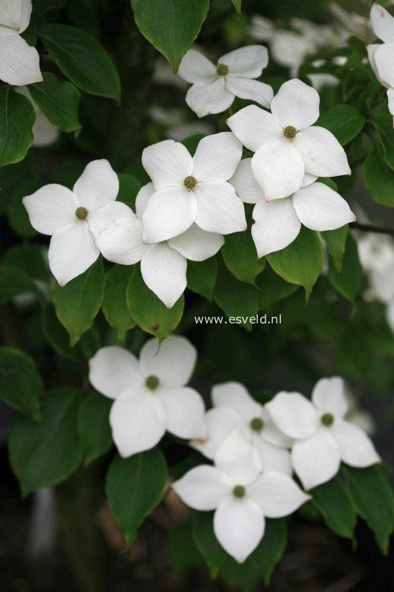 Cornus kousa 'Wieting's Select'