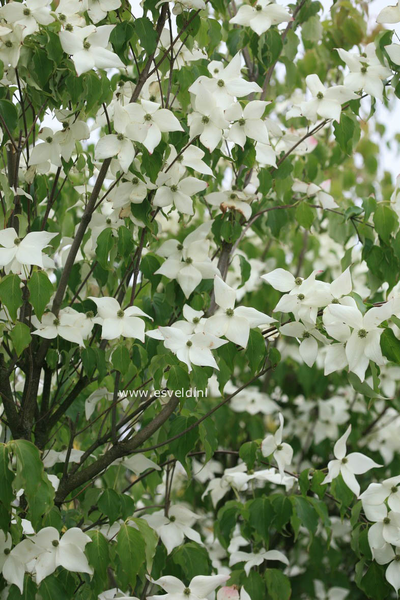 Cornus kousa 'Weisse Fontaene'