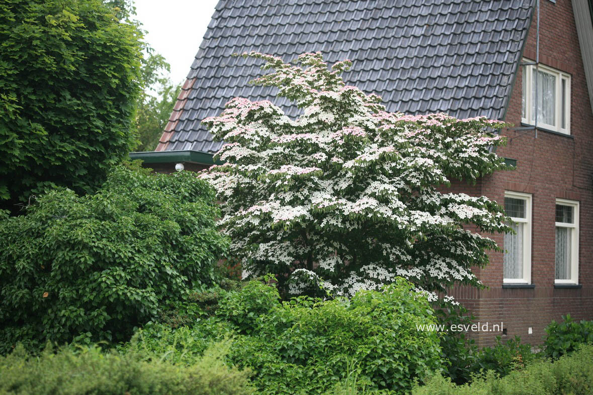 Cornus kousa