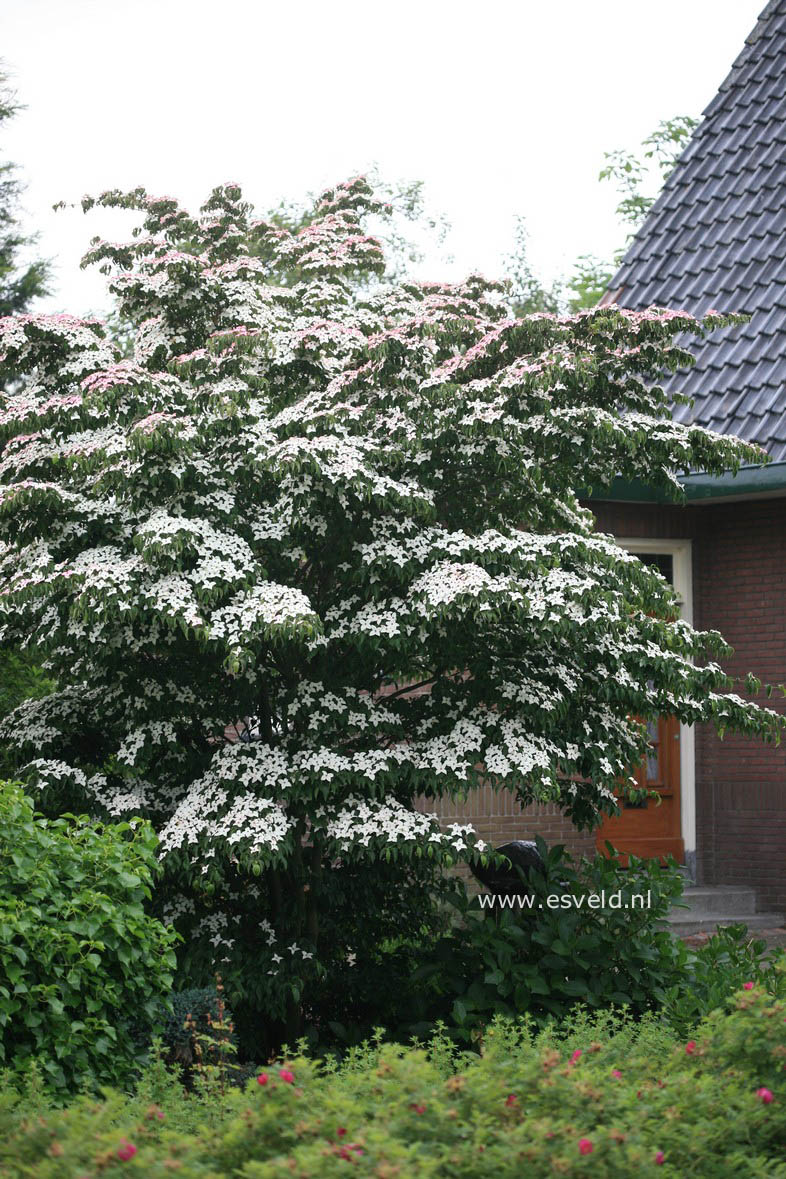 Cornus kousa