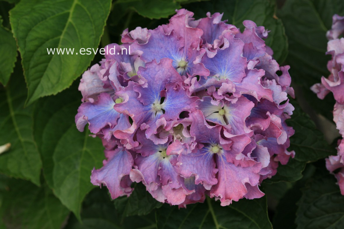 Hydrangea macrophylla 'Spike' (BEAUTENSIA)