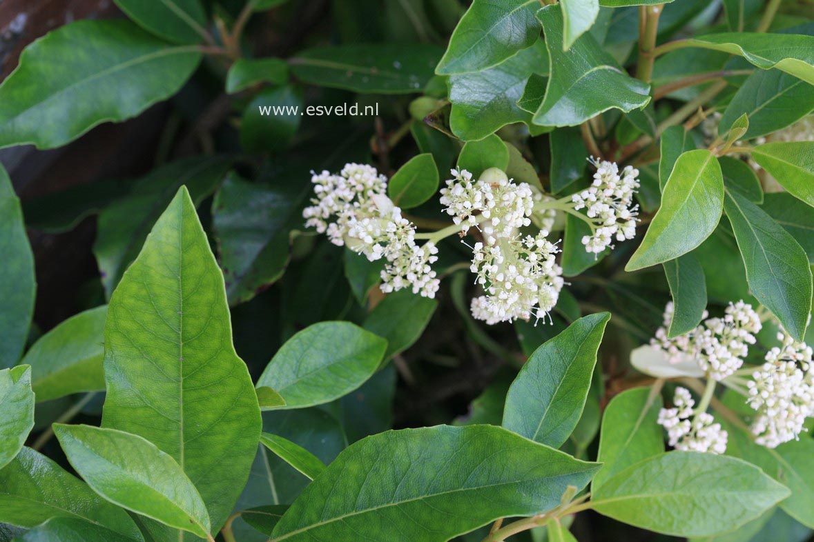 Hydrangea seemannii x serratifolia