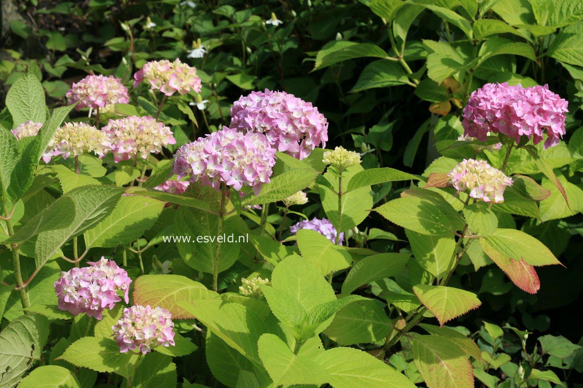 Hydrangea macrophylla 'Semperflorens','Bailmer'(ENDLESS SUMMER)