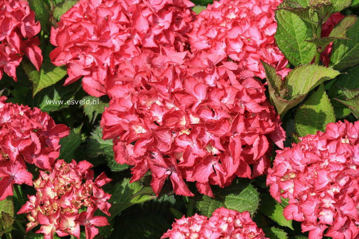 Hydrangea macrophylla 'Selma'